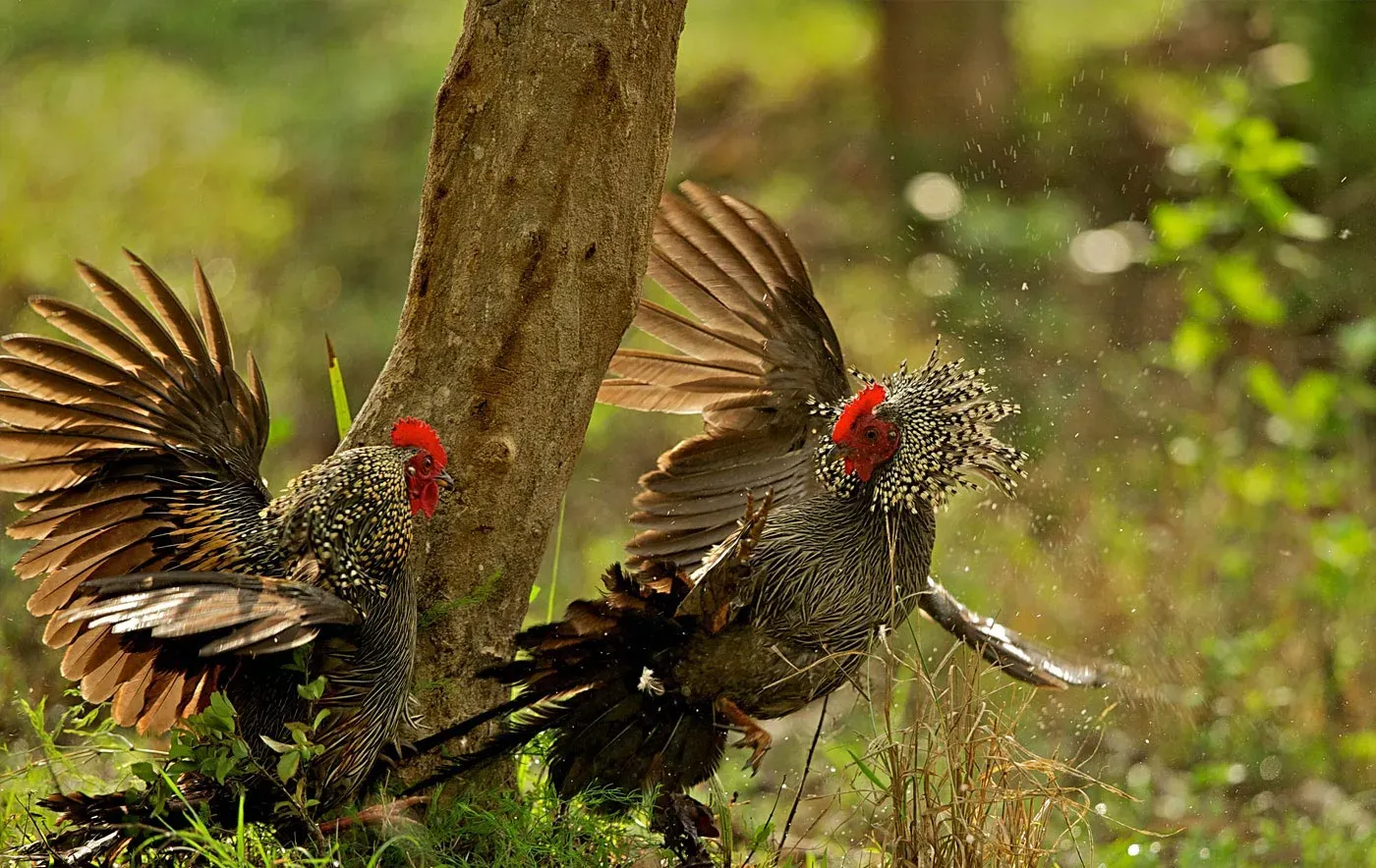 bird-watching-in-kabini.webp bird-watching-in-kabini.webp